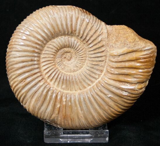 Perisphinctes Ammonite - Jurassic #17051